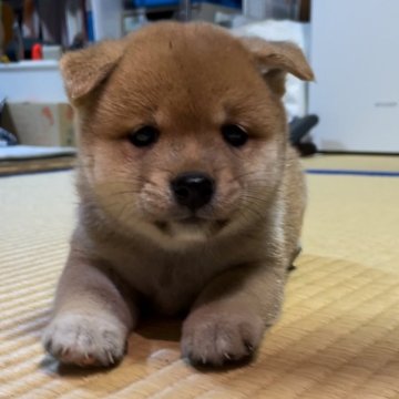 柴犬(豆柴)【福岡県・男の子・2024年5月20日・赤色】の写真「大人しくて、可愛いですよ🥰✨」