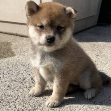 柴犬(豆柴)【福岡県・女の子・2023年4月2日・赤色】の写真「コロコロして可愛いです💕」