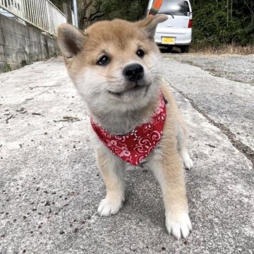 柴犬(豆柴)【福岡県・男の子・2023年12月3日・茶色】の写真「コロコロして凄く可愛い男の子です🥰」