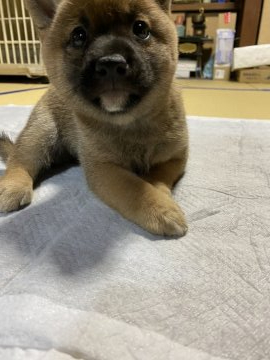 柴犬(豆柴)【福岡県・男の子・2021年8月20日・赤色】の写真「豆柴の標準である大きさより小さいです。」