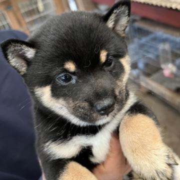 柴犬(豆柴)【福岡県・女の子・2022年8月25日・黒色】の写真「コロコロして可愛いです💕」