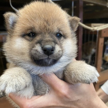 柴犬(豆柴)【福岡県・女の子・2022年4月27日・赤色】の写真「コロコロして可愛いです💕」