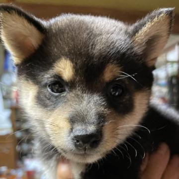 柴犬(豆柴)【福岡県・男の子・2022年9月30日・黒色】の写真「コロコロして可愛いです💕」