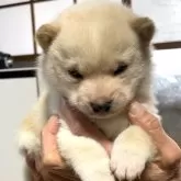 豆柴【福岡県・女の子・2024年1月30日・白色】の写真1