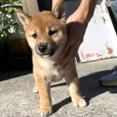 豆柴【福岡県・男の子・2024年5月20日・赤色】の写真1