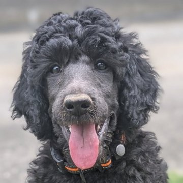 スタンダードプードル【静岡県・女の子・2025年4月16日・グレー(ブルー)】の写真「両親チャンピオン犬！見学後そのままお迎えできます✨」