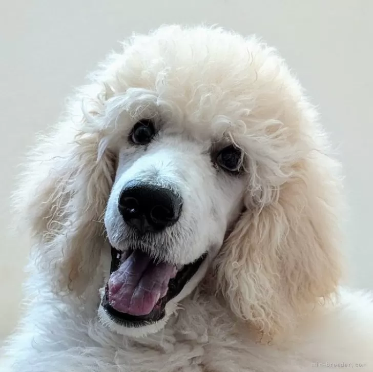 ID：2406-06912の子犬