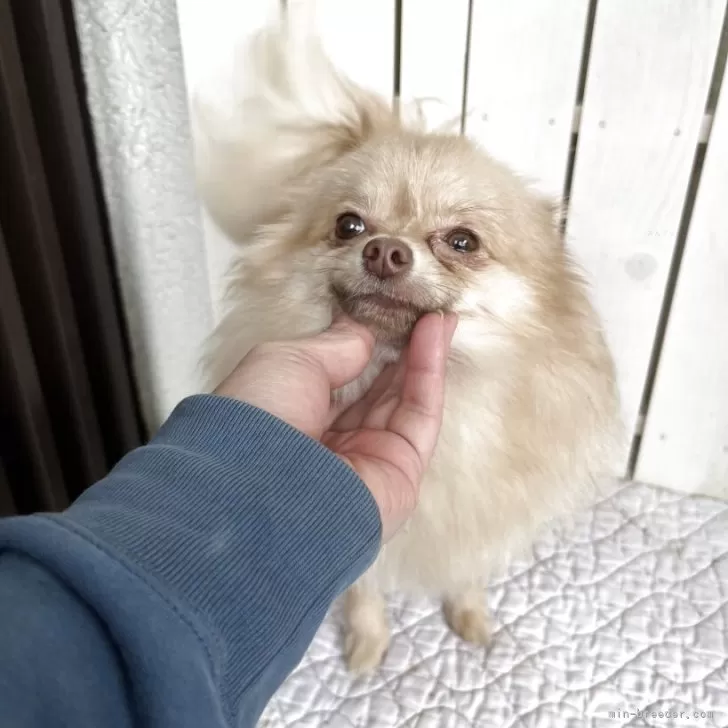 ポメラニアン【千葉県・女の子・2024年12月30日・クリーム】の写真1