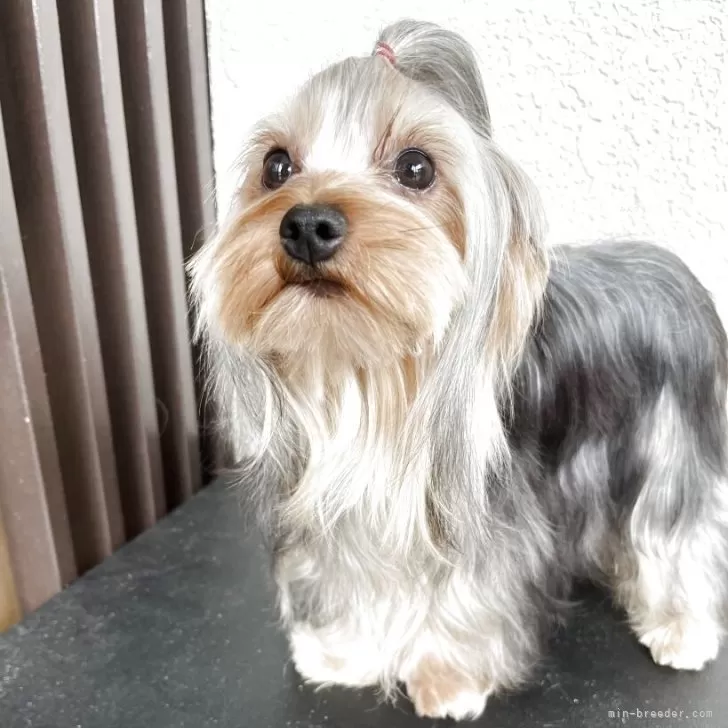 ヨークシャーテリア【千葉県・男の子・2024年10月25日・スティールブルータン】の写真1