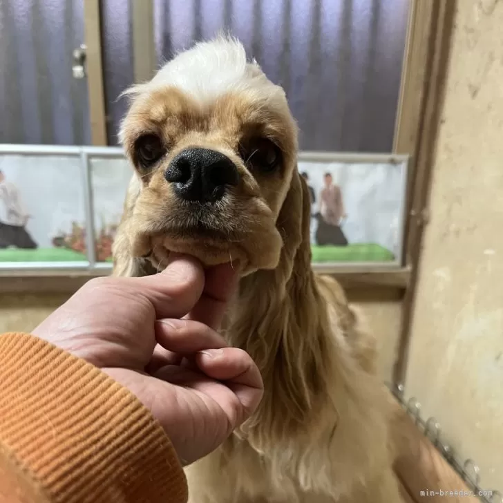 mio 様のお迎えした子犬