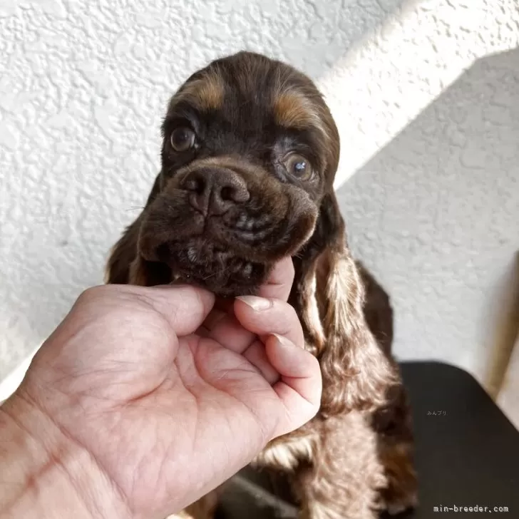 アメリカンコッカースパニエル【千葉県・女の子・2025年4月14日・チョコレートタン】の写真1