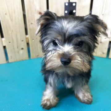 ヨークシャーテリア【千葉県・女の子・2025年8月18日・スティールブルータン】の写真「とても可愛いヨーキーの女の子」