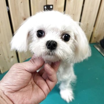 マルチーズ【千葉県・男の子・2025年3月3日・ホワイト】の写真「凄く小さいマルチーズの男の子」