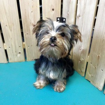 ヨークシャーテリア【千葉県・女の子・2025年8月18日・スティールブルータン】の写真「とても可愛いヨーキーの女の子」