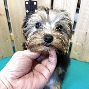 ヨークシャーテリア【千葉県・女の子・2025年8月18日・スティールブルータン】の写真「とても可愛いヨーキーの女の子」