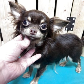 チワワ(ロング)【千葉県・男の子・2024年9月2日・チョコレートタン】の写真「とても可愛いチョコタンベビー」
