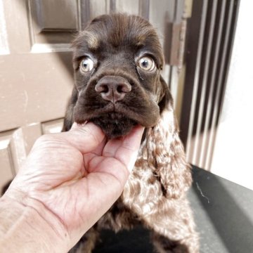 アメリカンコッカースパニエル【千葉県・男の子・2025年4月14日・チョコレートタン】の写真「お顔抜群に可愛い　チョコタンベビー」