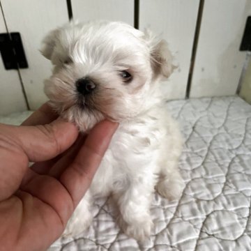 マルチーズ【千葉県・男の子・2025年10月16日・ホワイト】の写真「とても可愛いマルチーズベビー」