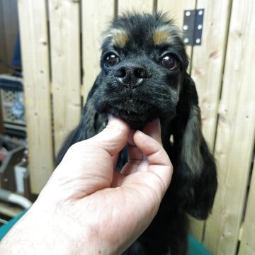 アメリカンコッカースパニエル【千葉県・男の子・2025年4月14日・ブラックタン】の写真「とても可愛いブラックタンベビー」