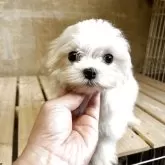 マルチーズ