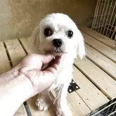 マルチーズ