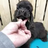 アメリカンコッカースパニエル