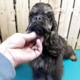 アメリカンコッカースパニエル