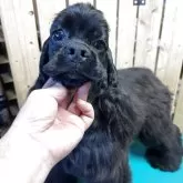 アメリカンコッカースパニエル