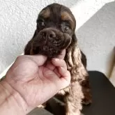 アメリカンコッカースパニエル【千葉県・女の子・2025年4月14日・チョコレートタン】の写真2