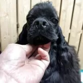 アメリカンコッカースパニエル【千葉県・男の子・2025年4月14日・ブラック】の写真2