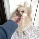 ポメラニアン【千葉県・女の子・2024年12月30日・クリーム】の写真3