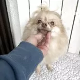 ポメラニアン【千葉県・女の子・2024年12月30日・クリーム】の写真4