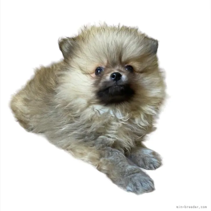 ID：2210-04449の子犬