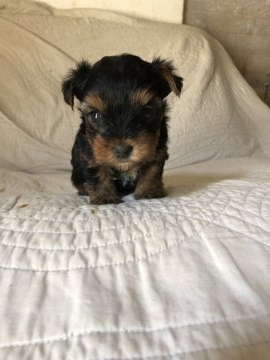 ヨークシャーテリア【千葉県・女の子・2019年9月6日・スティールブルータン】の写真「可愛いヨーキーベビー」