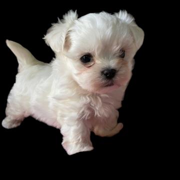 マルチーズ【千葉県・男の子・2022年11月16日・ホワイト】の写真「とても可愛いマルチーズベビー」