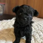 ミックス(トイプードル✖️ポメラニアン)【千葉県・女の子・2023年2月4日・ブラック】の写真1