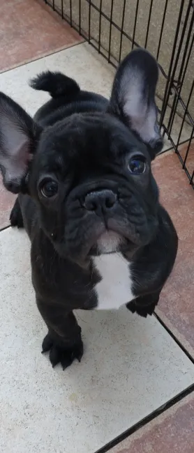 ID：2203-03439の子犬