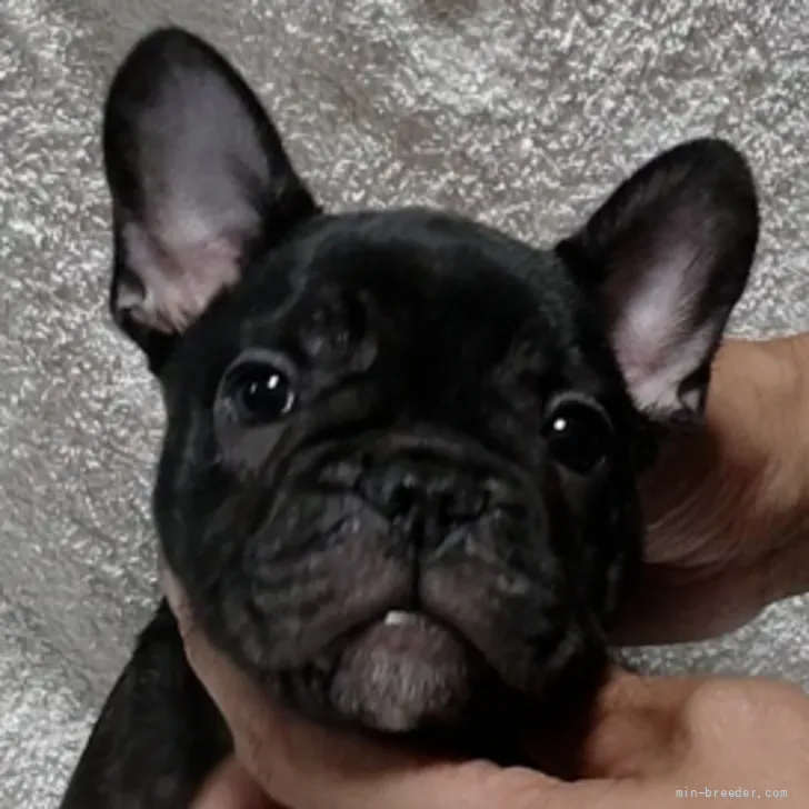 ID:2205-00594の子犬