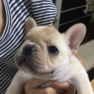 フレンチブルドッグ【神奈川県・男の子・2023年7月27日・クリーム】の写真「祖父外産チャンピオン、父チャンピオンクリーム男の子」