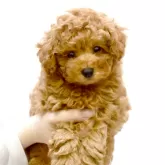 タイニープードル【福岡県・男の子・2026年2月6日・レッド】の写真5