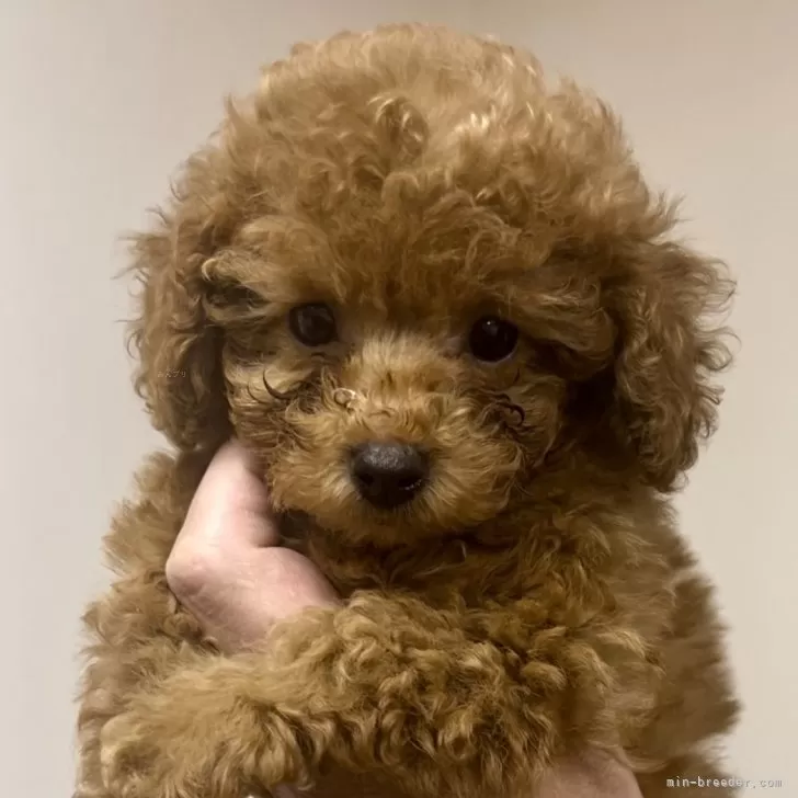 ID：2412-02570の子犬