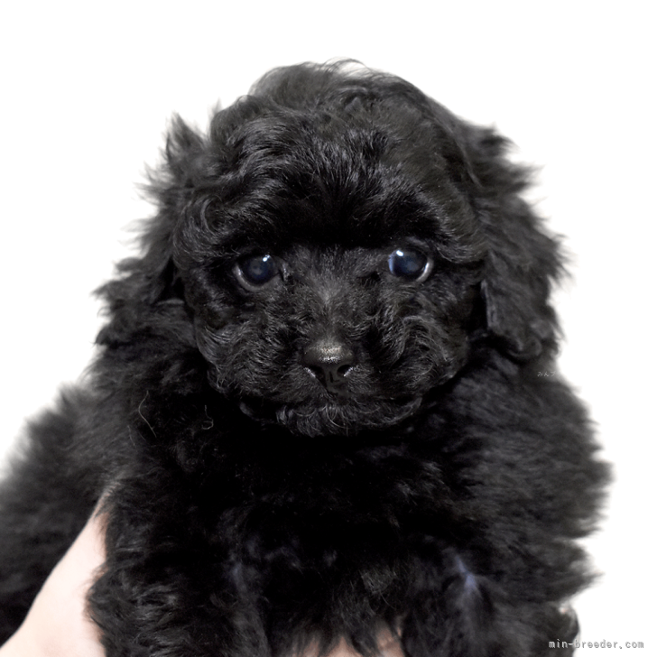 ブリーダー画像