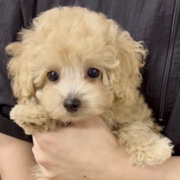 トイプードル(タイニー)【福岡県・男の子・2025年7月30日・クリーム】の写真「これからどんどん可愛くなります！」