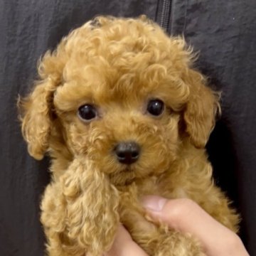 トイプードル(ティーカップ)【福岡県・女の子・2025年7月9日・レッド】の写真「これからどんどん可愛くなります！」