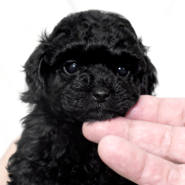 ティーカッププードル【福岡県・女の子・2025年9月30日・ブラック】の写真「つぶらな瞳とまんまるフェイスが愛らしい姫💕」