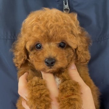 トイプードル(ティーカップ)【福岡県・男の子・2025年4月9日・レッド】の写真「甘えん坊でとても可愛いです！」