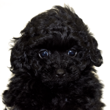 トイプードル(ティーカップ)【福岡県・女の子・2025年9月30日・ブラック】の写真「つぶらな瞳とまんまるフェイスが愛らしい姫💖」
