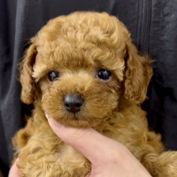 トイプードル(ティーカップ)【福岡県・女の子・2025年7月21日・レッド】の写真「これからどんどん可愛くなります！」