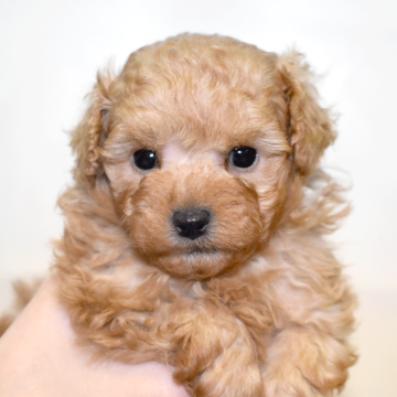 ティーカッププードル【福岡県・男の子・2025年9月30日・アプリコット】の写真「まんまるフェイスとつぶらな瞳がチャームポイント✨」