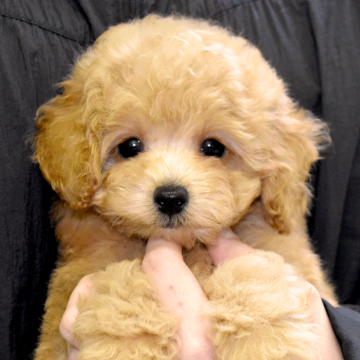 タイニープードル【福岡県・男の子・2025年8月30日・アプリコット】の写真「まんまるのお顔にクリクリのおめめが印象的💕」